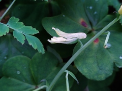 Corydalis balansae