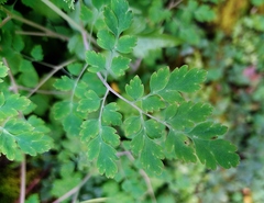Corydalis balansae