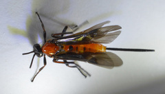 Braconinae
