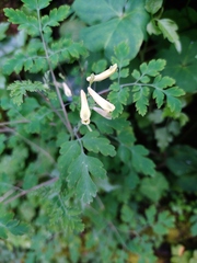 Corydalis balansae