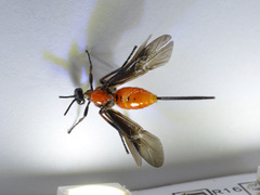 Braconinae