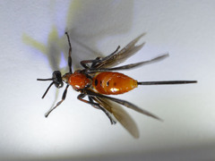 Braconinae