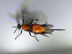 Braconinae