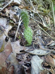 Opuntia humifusa