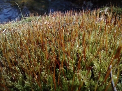 Herzogiella seligeri