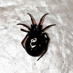 Steatoda bipunctata