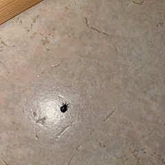 Steatoda bipunctata