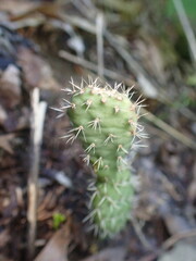 Opuntia humifusa