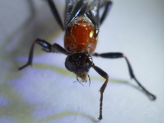 Braconinae