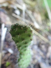 Opuntia humifusa