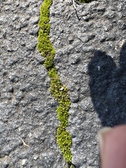 Physcomitrium pyriforme