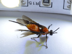 Braconinae