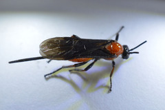 Braconinae