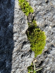 Physcomitrium pyriforme