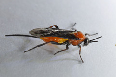 Braconinae