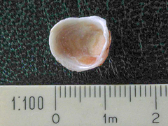 Pseudochama gryphina