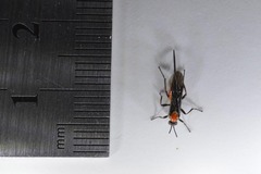 Braconinae