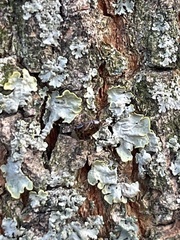 Deraeocoris lutescens