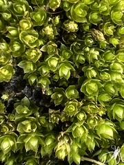 Physcomitrium pyriforme