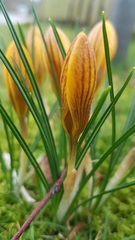 Crocus chrysanthus