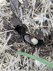 Strategus aloeus