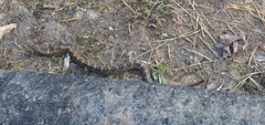 Crotalus durissus