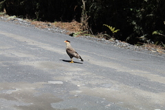 Caracara plancus plancus