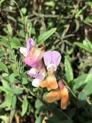 Lathyrus vestitus