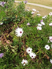 Dimorphotheca fruticosa