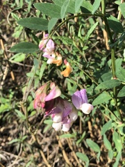 Lathyrus vestitus