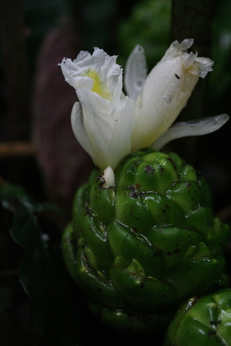 Costus dubius