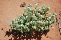 Cryptantha crassisepala