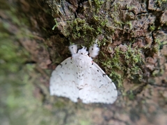 Lymantriinae