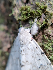Lymantriinae