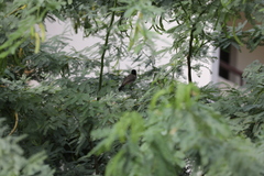 Pycnonotus xanthopygos