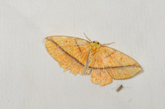 Periclina