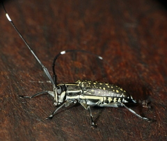 Colobothea naevigera