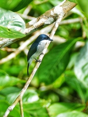 Hemipus hirundinaceus