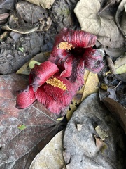 Hibiscus elatus