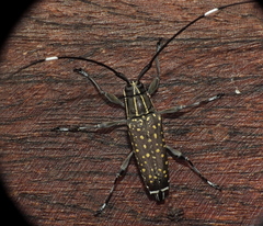 Colobothea naevigera