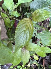 Ruellieae
