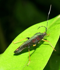 Nematopus