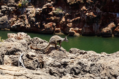 Petrogale lateralis