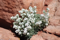 Cryptantha crassisepala