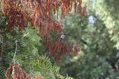 Pycnonotus xanthopygos