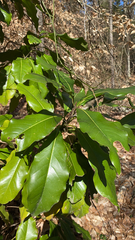 Magnolia grandiflora