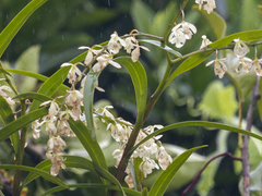 Epidendroideae
