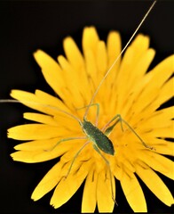 Acrometopa italica