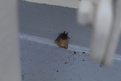 Ormiscodes amphimone