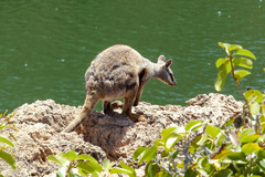 Petrogale lateralis